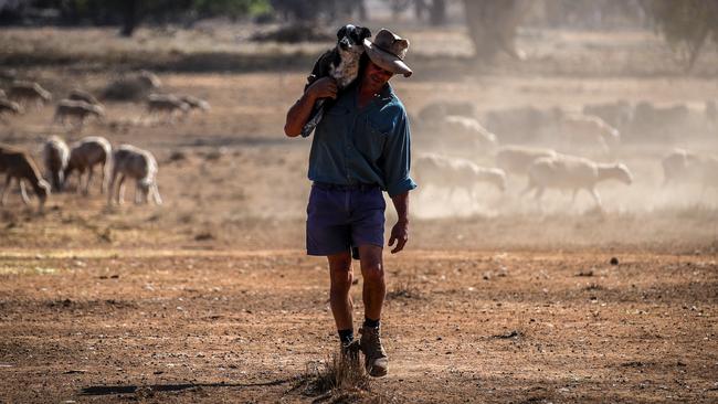 Australian farmer Richard Gillham carries his tired dog on his shoulder after feeding his sheep in a drought-affected paddock on his property