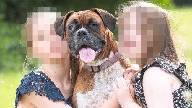 Melanie Kent's boxer dog Amy bit a man on his hand so severely he had to have skin grafts.