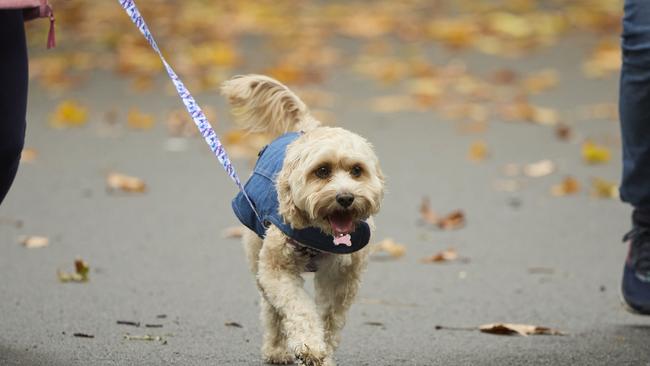 Million Paws Walk in the Adelaide Botanic Gardens, Sunday, May 28, 2023. Picture: Matt Loxton