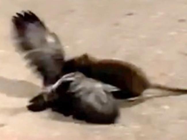 Video of a rat attacking a pigeon in New York posted to social media. Source: @jessie.salinas/Instagram