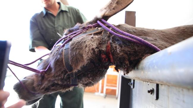 Thelma’s halter had to be surgically removed. Picture: RSPCA