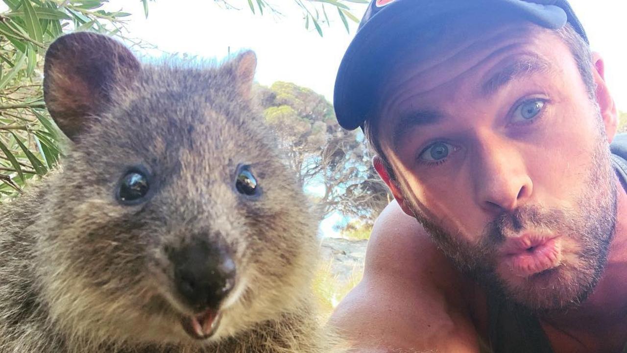 Chris Hemsworth is one celebrity who has also shared a selfie with a quokka.