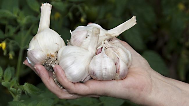 Garlic. Picture:  FAWCETT MEDIA