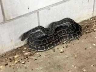 SCALY SURPRISE: Jabecca Anne Stewart photographed this carpet python curling up in the Centro car park on Sunday. Picture: Contributed