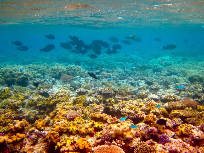 Great Barrier Reef: Geo-engineering ideas could save the dying reef ...