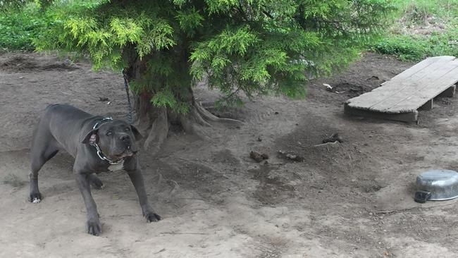 A Coomera man left his dogs tethered to trees and abandoned them. Picture: RSPCA supplied