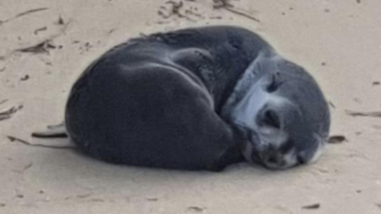 Baby fur seal dies after sickening act