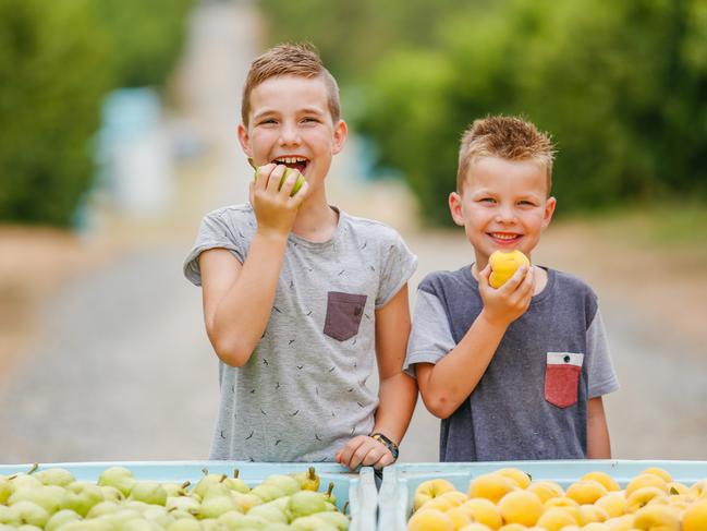 Country Living: SPC is celebrating it's 100th anniversary on February 28th. The Jacques Family were one of the founding shareholders and still grow for the company. Three generations will be there for the pic. Tristan (9) and Levi (6) BaldiPhoto by Chloe Smith.