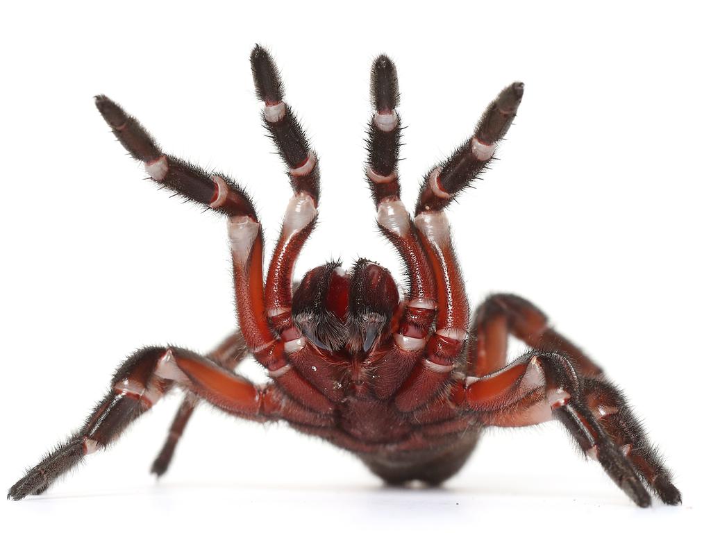 Trap Door Spider. Picture: Peter Wallis