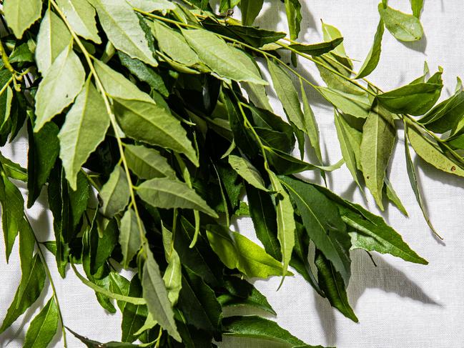 Curry leaves. Picture: Nikki To