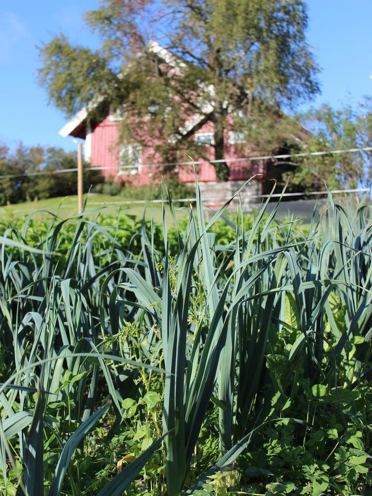 Leeks grown fresh at Kirkeby.