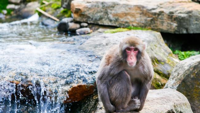 City Park Monkeys Launceston. Japanese Macaque. Picture: PATRICK GEE