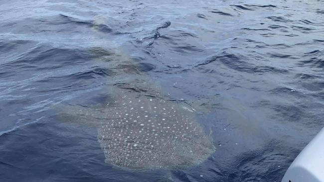 WHALE OF A TIME: Agens Water resident Brett Dart had a pretty rare encounter with a reported Whale Shark just outside the lagoon at Lady Musgrave Island.