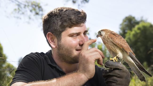 Bee the nankeen kestrel with handler Alex Saleeby. Picture: MELVYN KNIPE