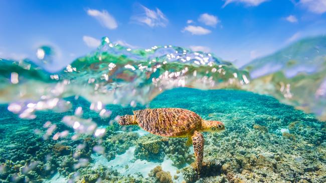 A green sea Turtle swimming on the Great Barrier Reef.