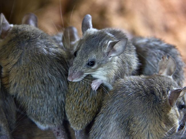 SMARTdaily, Pets. Mouse plague generic. Picture: iStock