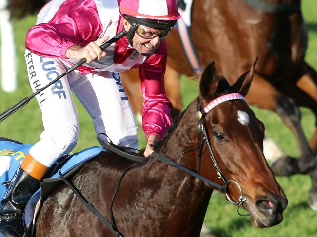 9.5.2015.Group 1 racing at Morphettville. Main race is $500,000 SA Derby.Winner no 16 ' Delicacy' jockey Peter Hall shows his excitement of the win. pic tait schmaal.