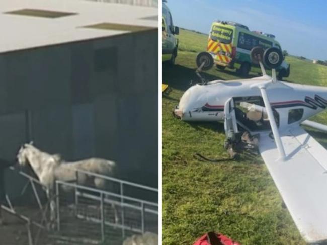 The horse that was hit by a plane in Adelaide's north has sadly died. Picture: Supplied