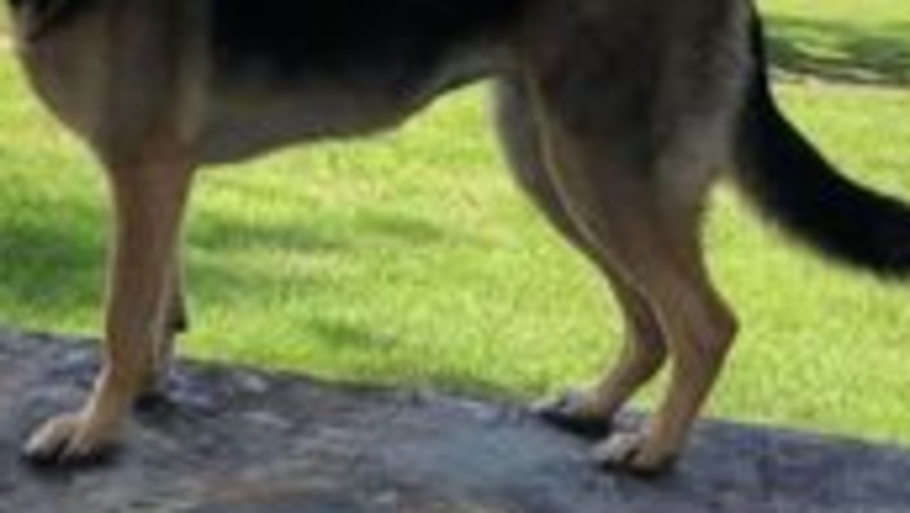 Dog sex extortion case: Mackay man charged with bestiality, stalking,  revenge porn | The Cairns Post