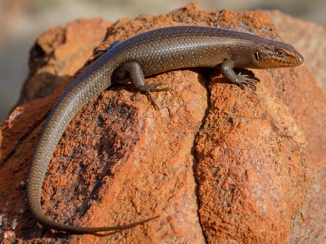 The discovery of Central Ranges rock skink, or Liopholis Aputja, found in the Mann-Musgrave Ranges near the northern border of South Australia, was made public in November 2024. Picture: Jules Farquhar