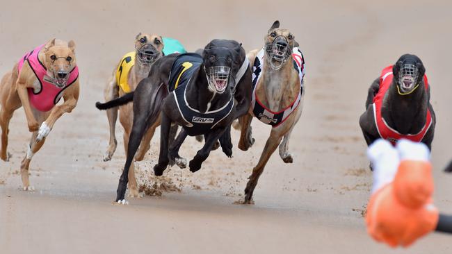 Greyhounds chasing a mechanical lure. Picture: Jay Town
