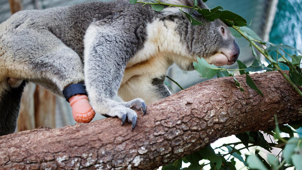 Friends of the Koala's resident male koala Triumph, recently received the world's first koala prothesis.