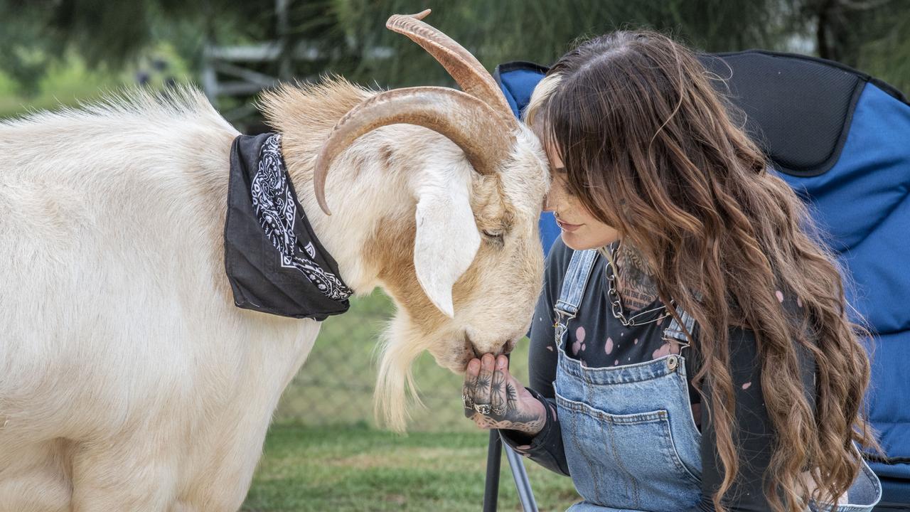 Gary the goat is on the search for a girlfriend with the help of his mum Victoria Campbell. Picture: Nev Madsen