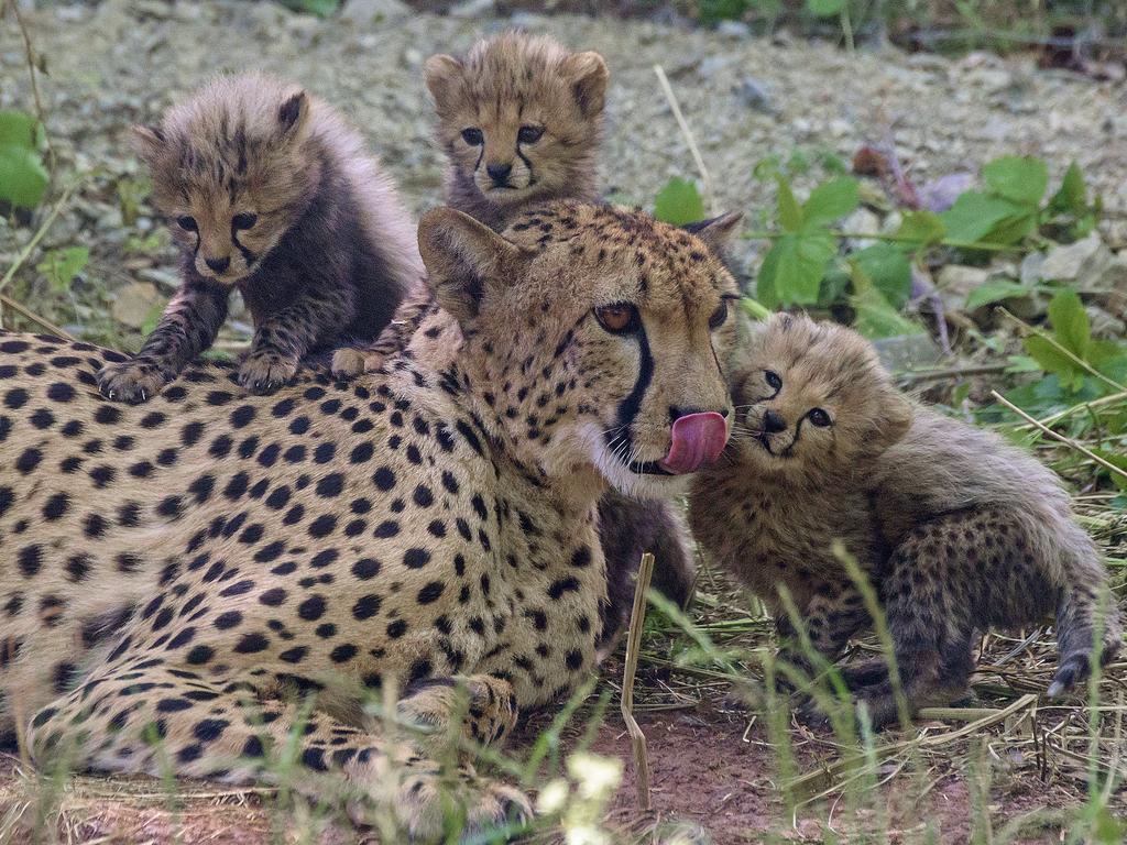 Cheetah mother Freela relaxes with three of her six babies at the zoo in Erfurt, central Germany on June 17, 2015. Picture: AAP