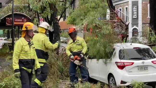 Tree down on The Parade at Norwood