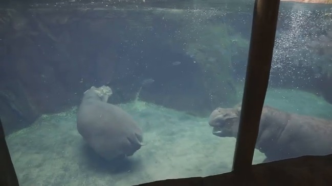 Fiona the Hippo Play Fights With Her Mom at Cincinnati Zoo