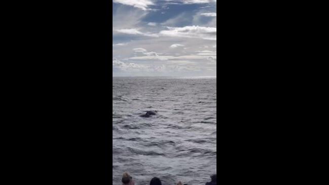 First whales of the 2024 season spotted in waters off Gold Coast | Gold ...