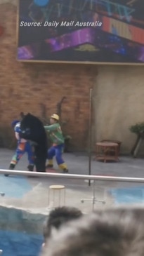 Horror moment bear turns on ringmaster