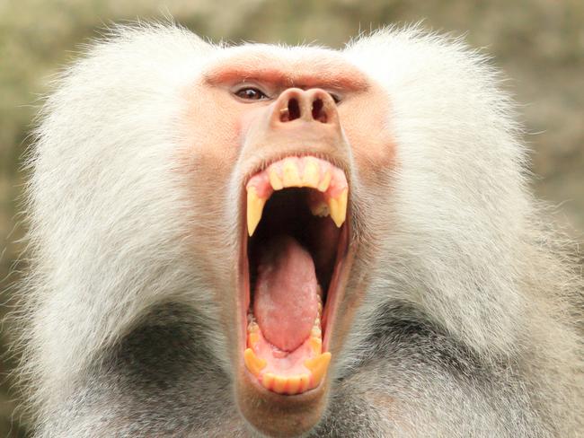 Baboons can potentially be dangerous to humans due to their sharp teeth and claws. Picture: iStock