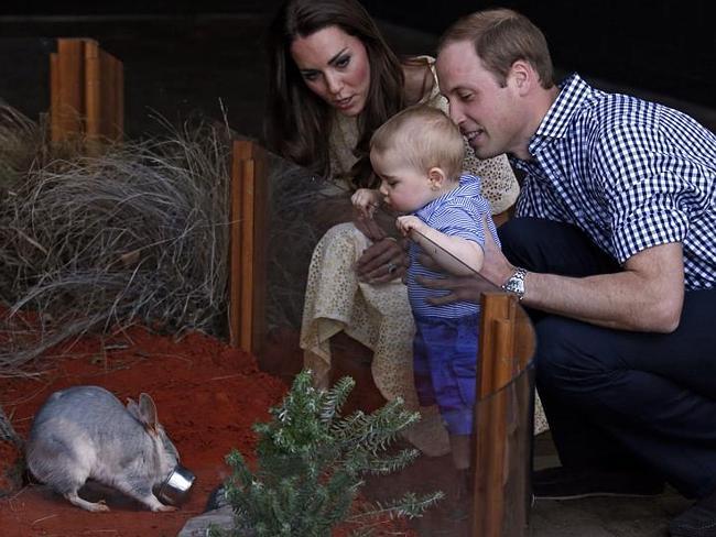 Big hit ... Prince George meets a Bilby at an enclosure at Sydney’s Taronga Zoo named in his honour. Picture: David Gray