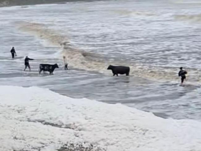 Cows have been rescued from floodwater inundating Wallabi Beach. Picture: Facebook