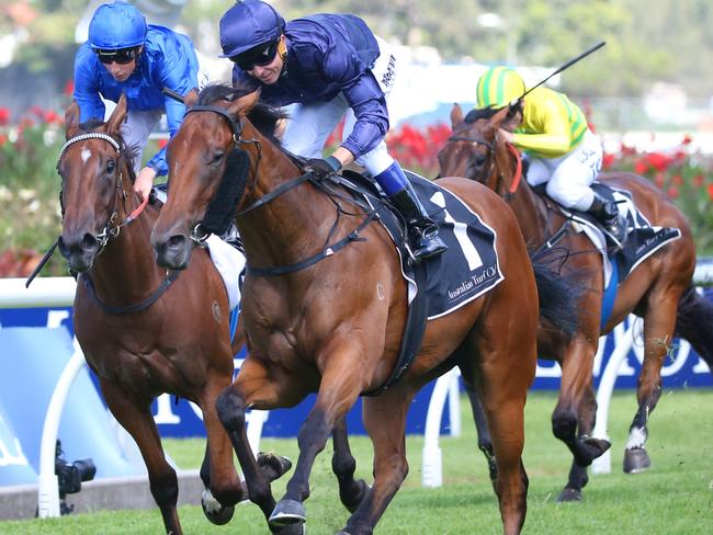 Big expectations: Tulip appears has enough upside to go very deep this spring. Picture: AAP