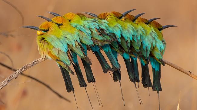 A Bee-eater Rainbow, as captured by Gary Meredith, and featured in the Australian Geographic Nature Photographer of the Year exhibition. Picture: Gary Meredith