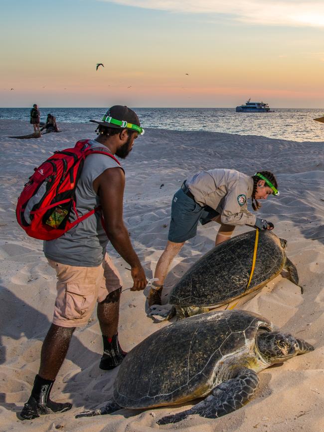 Images: Courtesy Great Barrier Reef Foundation/Gary Cranitch, Queensland Museum