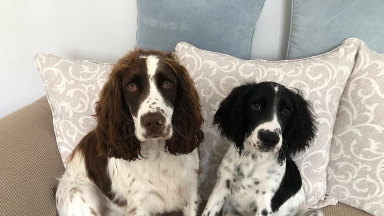 Tassie's best pawfect pair nominees: Joanie and Sammie