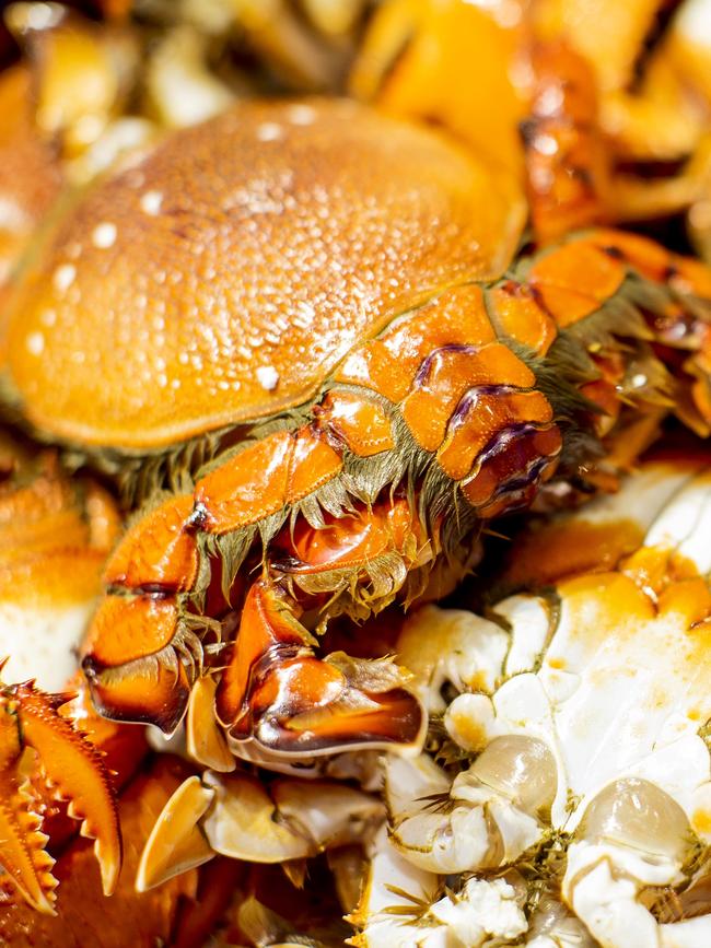 Spanner crabs are delicious over winter. Picture: James Horan