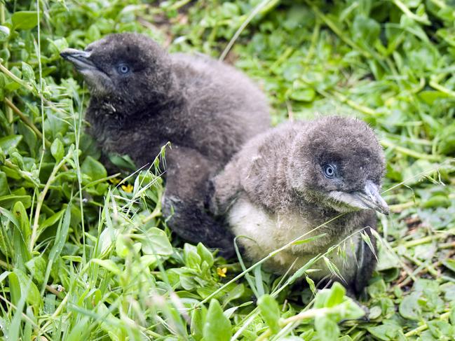 A pair of little ‘fairy’ penguin chicks on North Head. There are only 19 breeding pairs recorded living in the area. Picture: Supplied