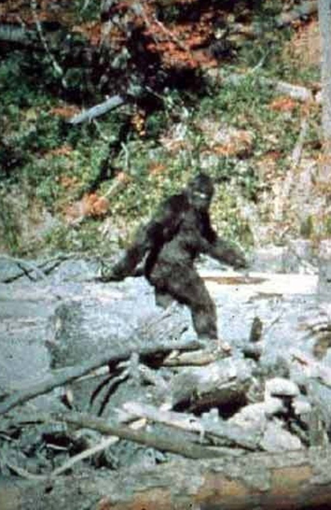 A still from the Patterson-Gimlin Bigfoot film, purporting to show the mysterious beast fleeing from attention.