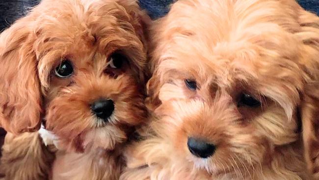 Puppies Frankie and Daisy. Image: supplied