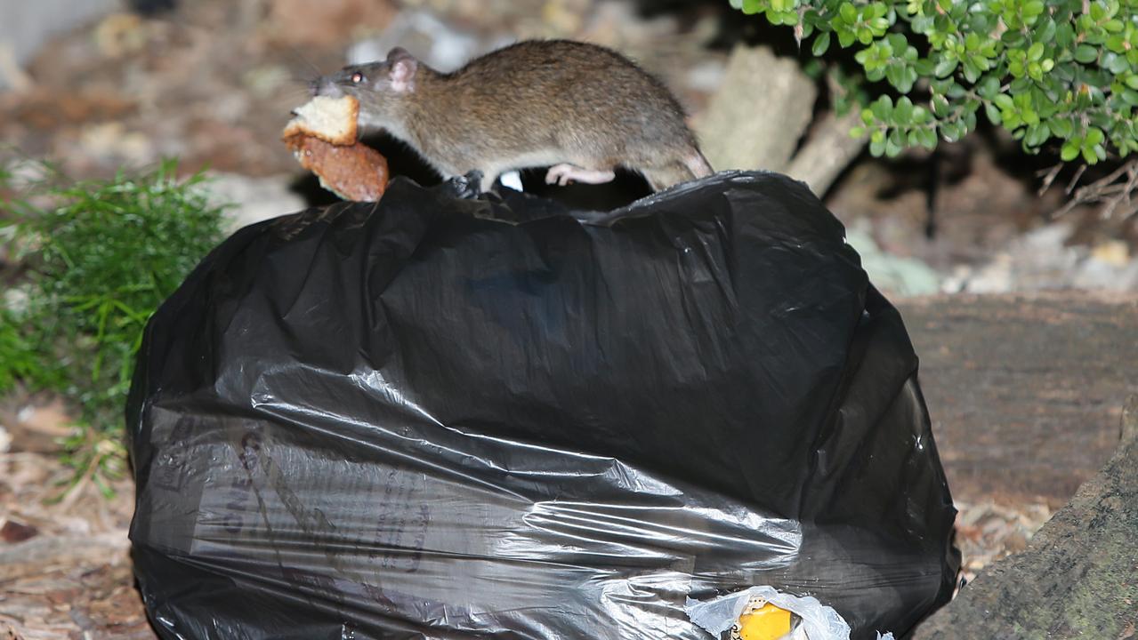 A rat feasts on garbage at Goodlet St in Surry Hills. Picture: Bill Hearne