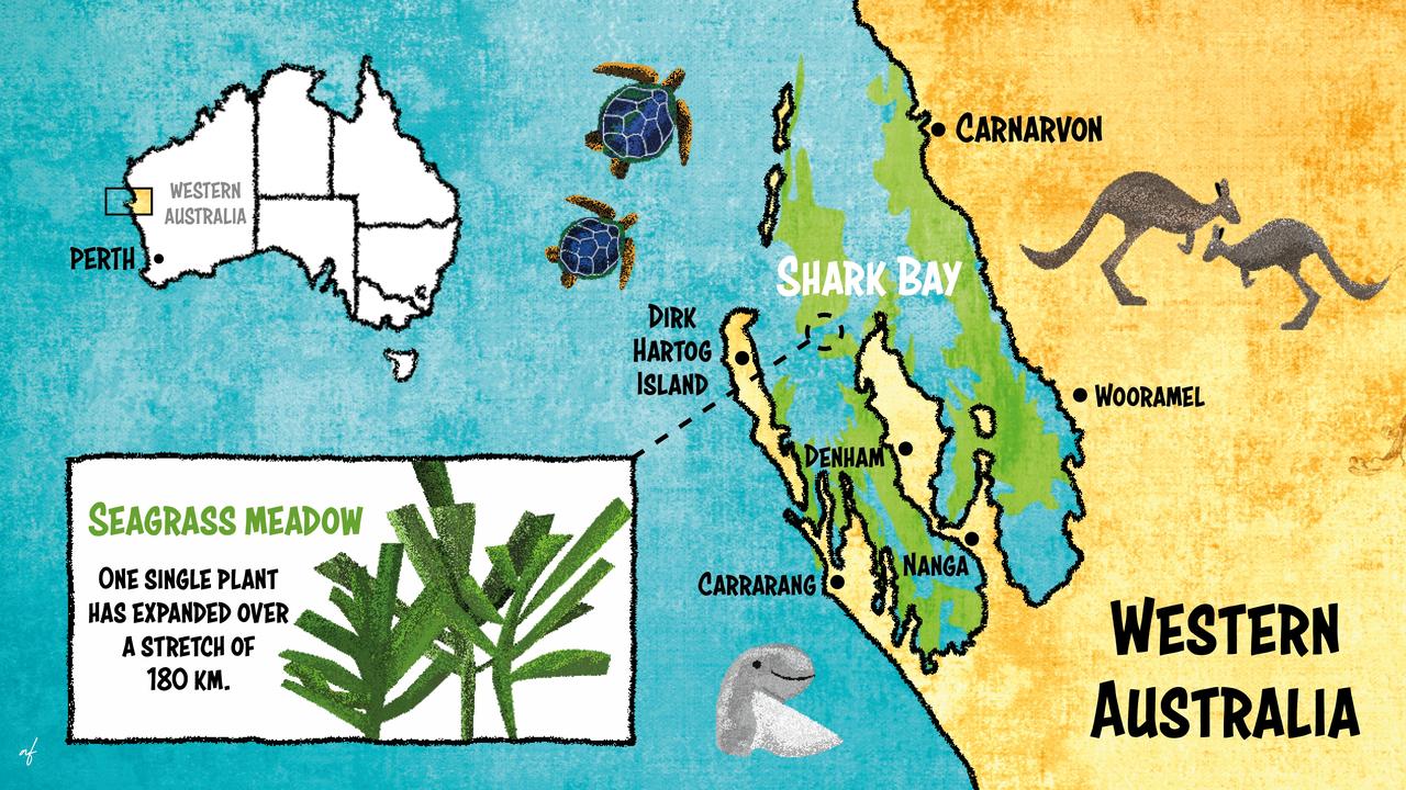 Western Australia map showing giant seagrass - cropped