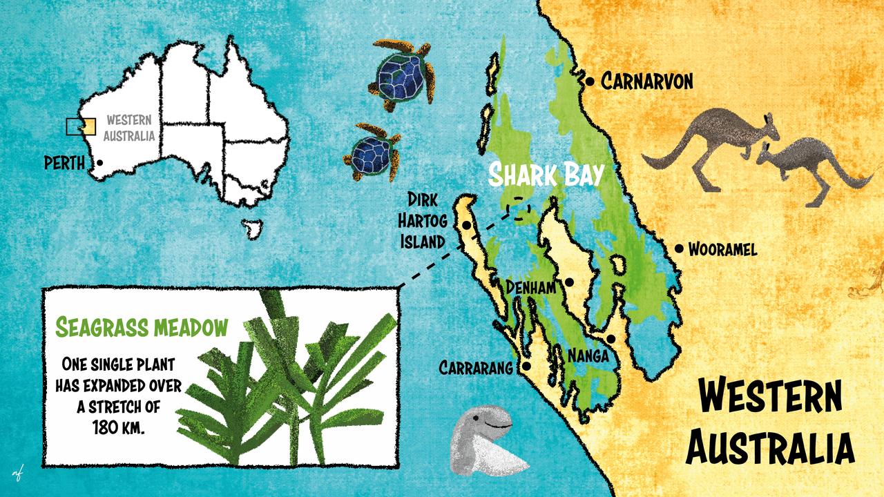 Monster prehistoric Aussie plant discovered | KidsNews