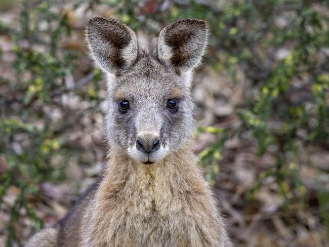 Eastern Grey Kangaroos may look cute, but Mr Underhill warned that feeding them could lead to serious issues for locals.