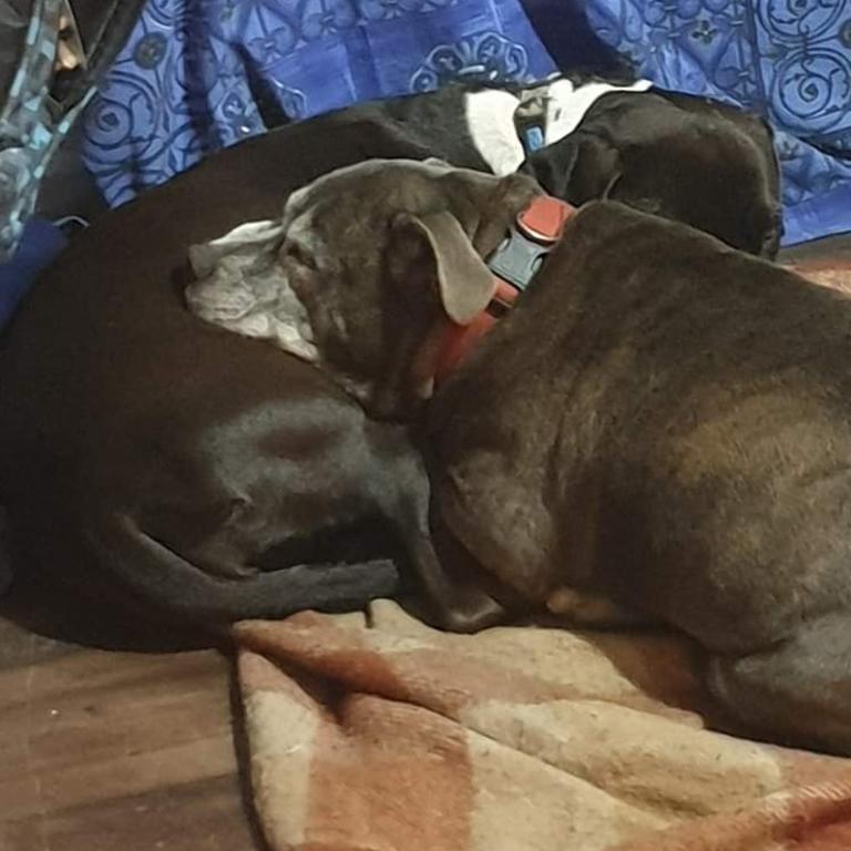 Lucky, my 3-year-old American staffy X and Cooper, my 15-year-old English staffy. Picture: Sarah Nixon