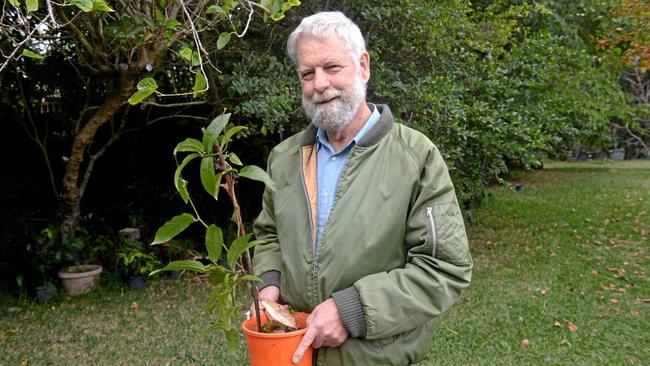 Bob Newby with a fast growing vine which attracts and feeds local butterflies. Inset: The orchard swallowtail butterfly feeds on the local lime berry shrub. Picture: Jann Houley