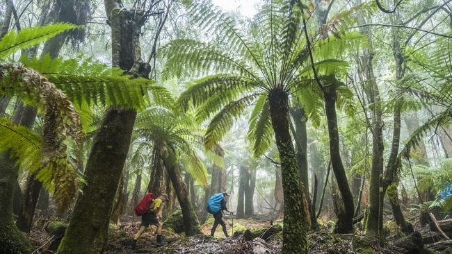 ’Forest bathing’ is part of the experience.